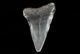 Fossil Mako Shark Tooth - Georgia #75238-1